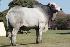 Raca: nelore padrao (corte) rgd: mana c2569